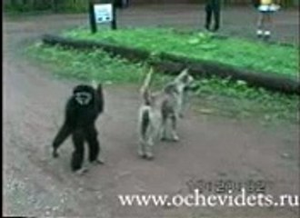 Clever monkey