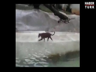 Hayvanat bahçesinin yırtıcı kedisi kuşu hiç affetmedi