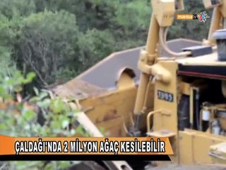 ÇALDAĞI'NDA 2 MİLYON AĞAÇ KESİLEBİLİR