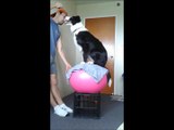 Dogs demonstrate impressive balancing skills