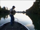 PÊCHE : Carnassiers sur l'Hérault.