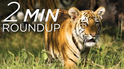 Tigers in trouble, lyrebird lasers & why an anaconda won't eat you