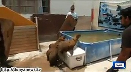 A cruel ending for sea lion in Peru