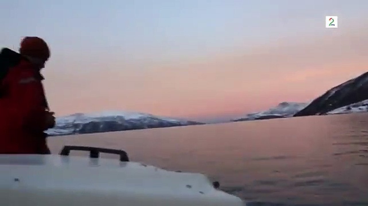 6 baleines à bosses font surface devant deux homme