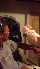 Yıldız Tilbe'nin papağanı