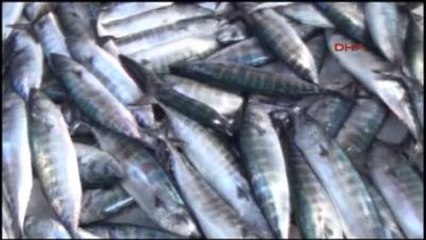 Sinop Prof.dr.samsun Sıcak Havalar Hamsiyi Olumsuz Etkiliyor