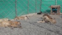 Erzincan Pülümür'de Toplanan Sokak Köpekleri Erzincan'da Kısırlaştırılıyor