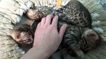 Chatons Bengal