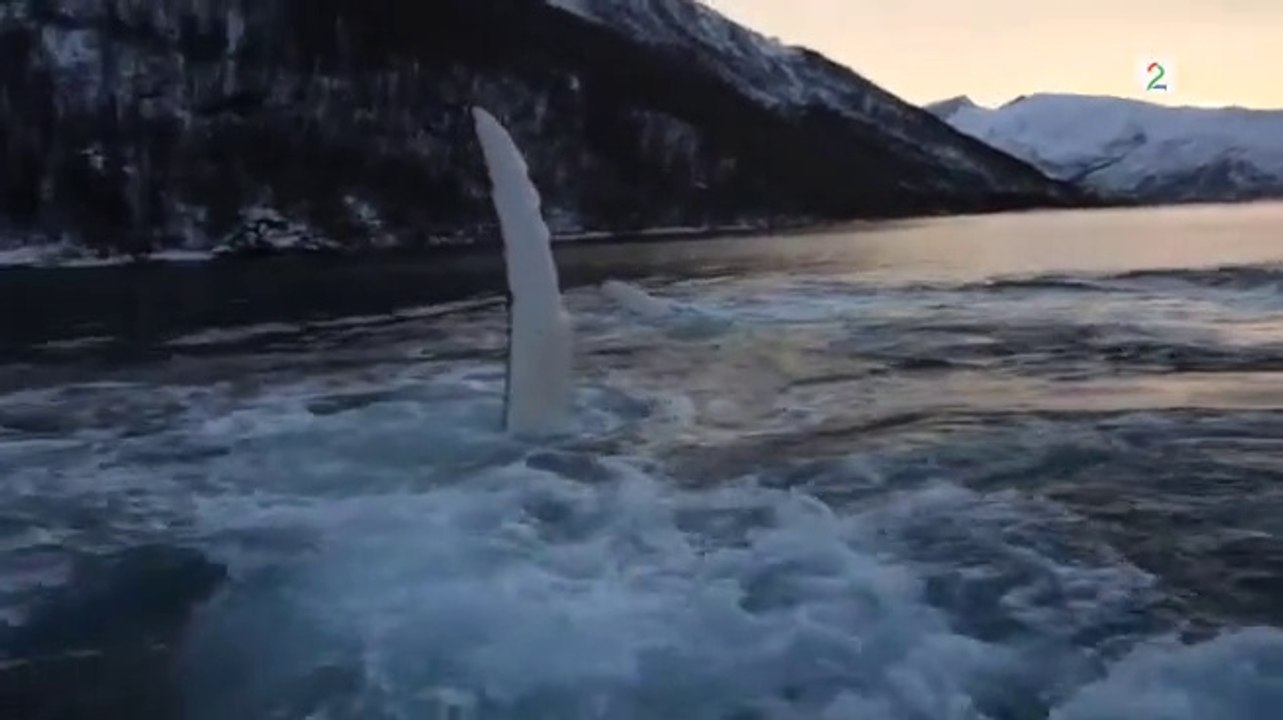 6 baleines à bosses font surface devant deux hommes