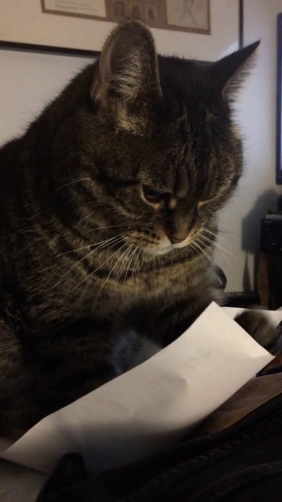 Un chat plein de TOC devient fou à cause d'une...