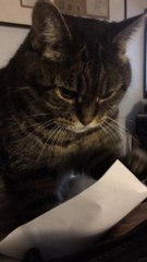 Funny Cat turns crazy because of paper sheet!