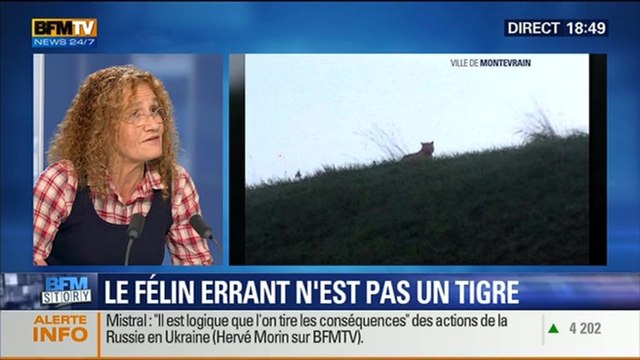 BFM Story: Seine-et-Marne: le félin traqué n'est pas un tigre – 14/11