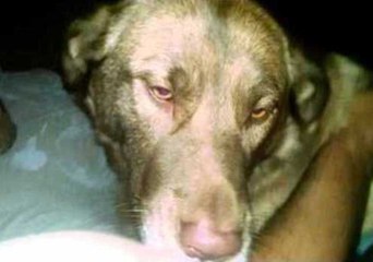 Gentle Canine Giant Nikita Doesn't Want to Move