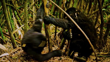 Nature - Bande-Annonce (Lambert Wilson) [VF|HD1080p]