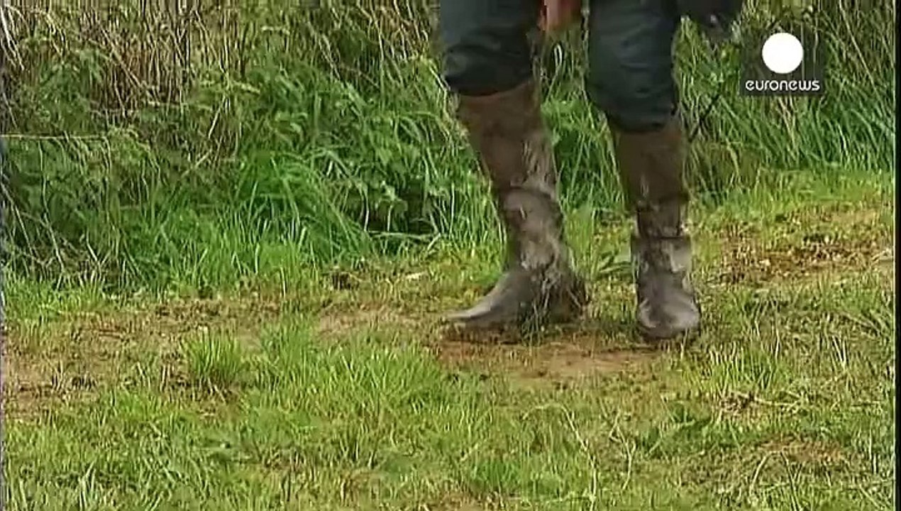 Tigerjad wird zu katzensuche: französische behörden geben entwarnung