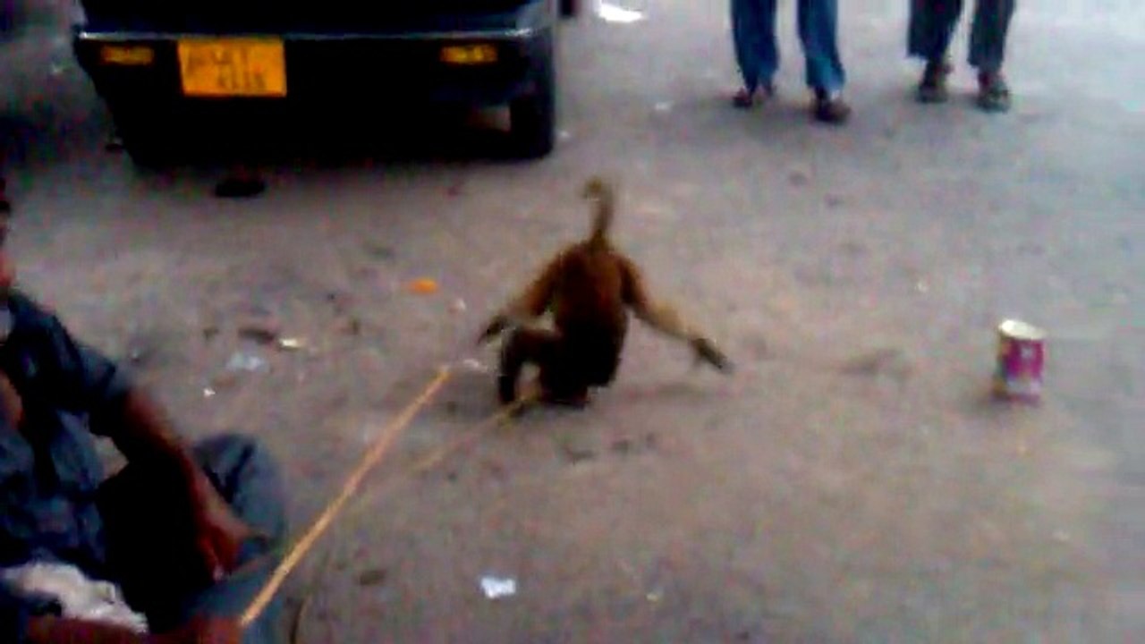 Monkey Dance