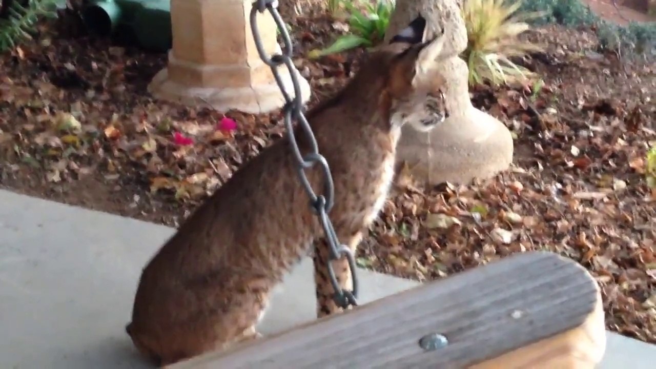 Un chat sauvage ne se rend pas compte de sa présence