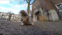 A squirrel stole a GoPro, carried it up in a tree and then dropped it!