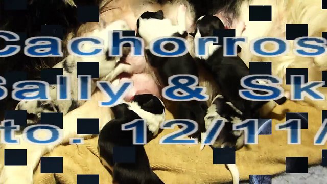 Mafalda's Border Collie - Cachorros Sally & Sky 2014