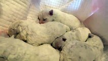 Bichon Frise Puppies