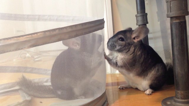 Male Chinchillas Fighting Hard! ..Or Hardly Fighting?