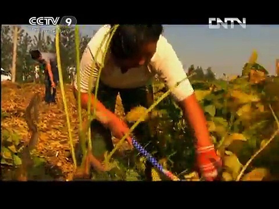 《Discovering Chinese Cuisine》Part 4 of 7 Tofu