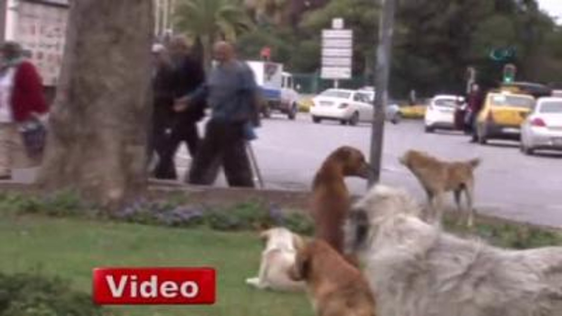köpek çiftliği izmir