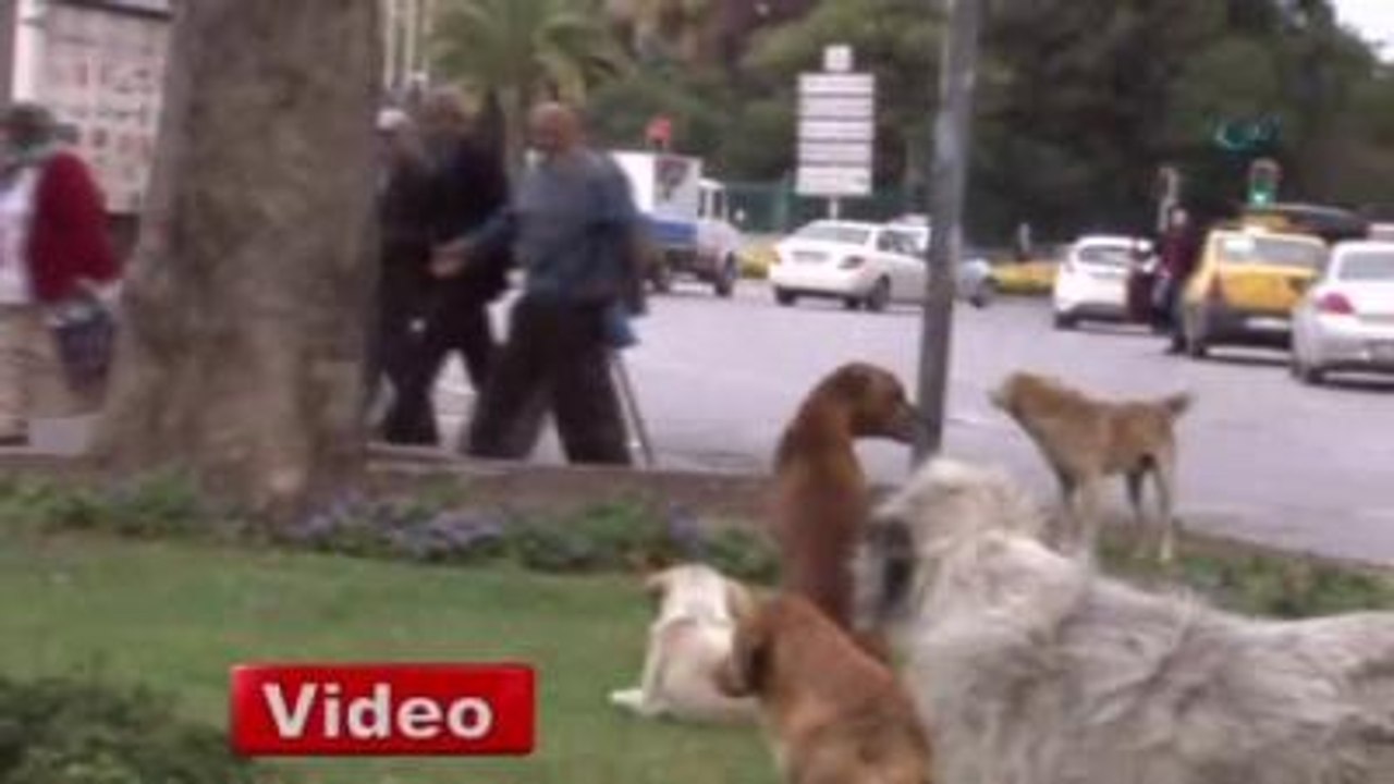 İzmir'in Göbeği Doğal Köpek Barınağı Oldu