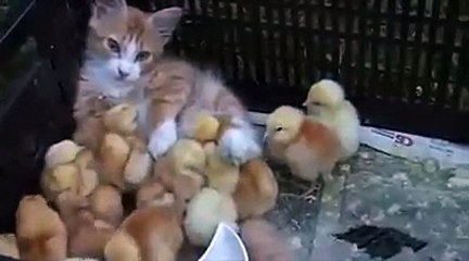 Birds And Cats  It s Not Always A Case Of Hunting And Hunter