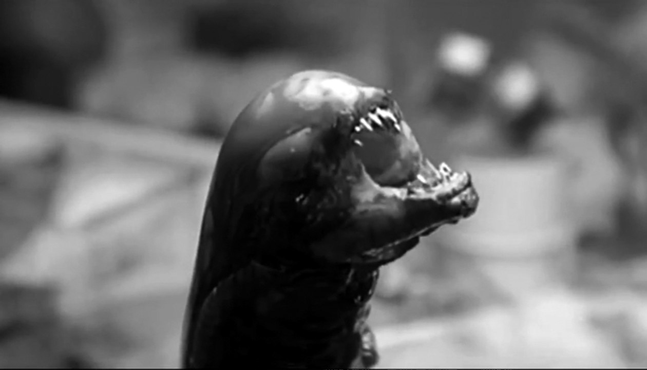 Images censurées sonde Philae-Rosetta !!!