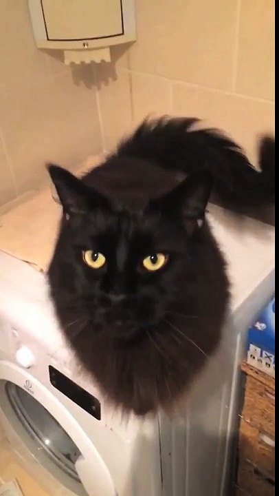 The belly dancing cat