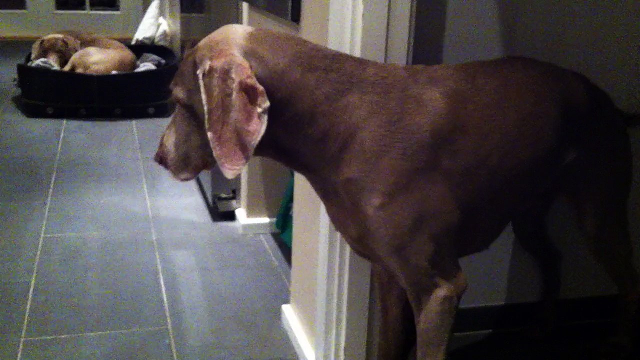 Weimaraner mit Vestibular Syndrom?