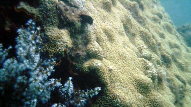 Mares, Cavernas submarinas, Litoral Norte, Paulista, SP, Brasil, mergulhos de observação marinha em apneia, show nos mares, parte 05