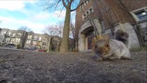 Un écureuil fan de GoPro!