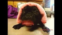 Cute Pug sounds like a Diesel Engine... A real motorcycle pug!