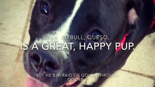 Ce chien, terrifié par les portes, a la solution pour surmonter sa peur!