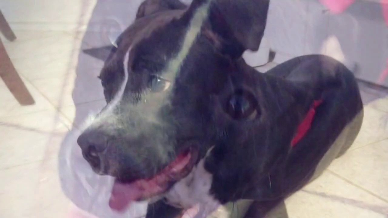 Hilarious dog Overcomes His Fear Of Doorways By Walking Through Them back First