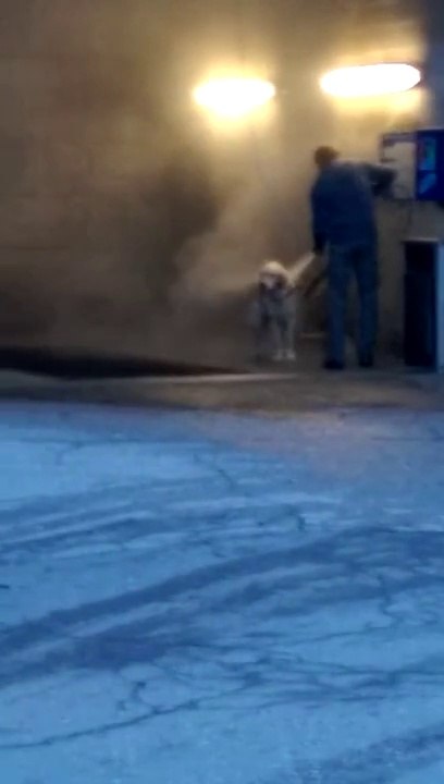 Laver son chien à la station de lavage auto!
