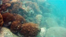 Arquipélago do Ubatumirim, Mergulho submarinos, Ubatuba, SP, Brasil, Litoral Norte, Marcelo Ambrogi, (16)