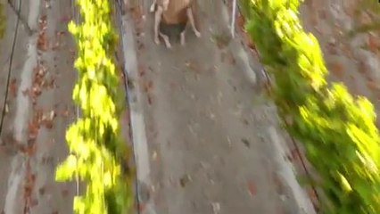 Drone Boning - le premier film érotique filmé par un drone