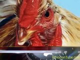 Ethiopia Funny Chicken (rooster) faces death sentence in Addis Ababa - ESAT_Sheger News