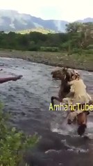 Funny Ethiopian old man fell from a horse (mule)