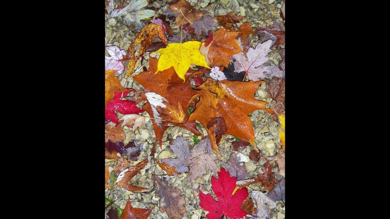 Les beautés éphémères de l'automne.