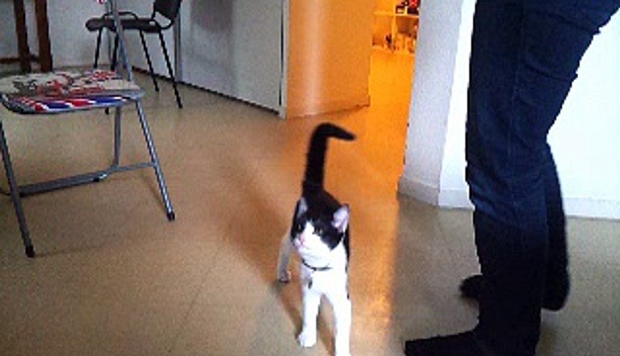 léo 4 mois première semaine de clicker training !