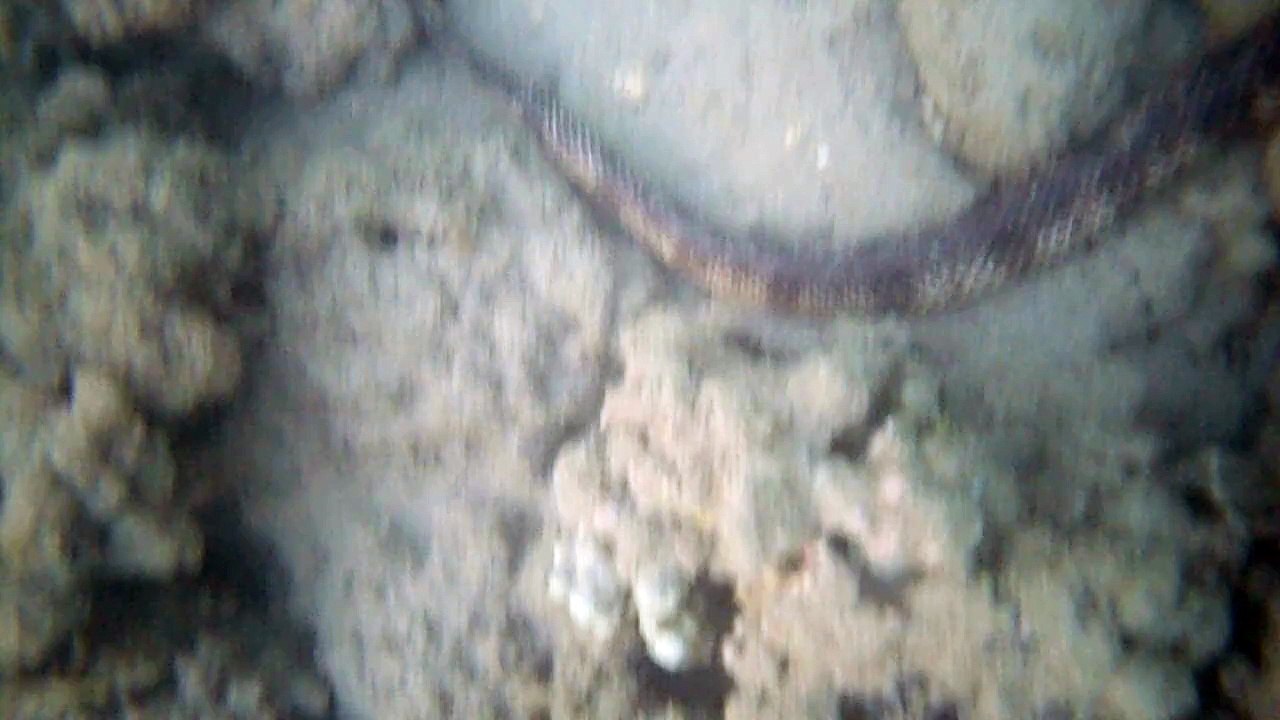 Baie des citrons Noumea