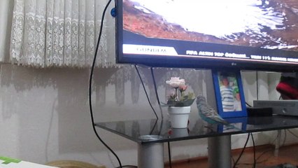 Muhabbet kuşu çiçekle oynuyor