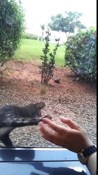 Excited kitty :-)
