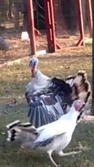 C'est ce qu'on appelle un tournante dindon!