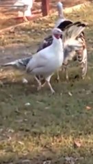 Turkey fainting after a hard rollercoaster trip! Hilarious...