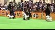 2014 year FCI Japan Pacific International dog show bichon frise puppy review